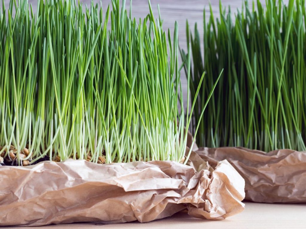 10 Benefits Wheatgrass Benefits for Weight Loss, Healthy, Skin, and Hair