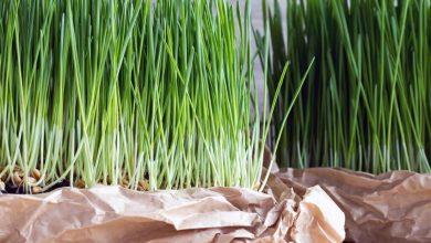 10 Benefits Wheatgrass Benefits for Weight Loss, Healthy, Skin, and Hair