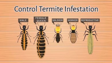 commercial termites Inspections brisbane