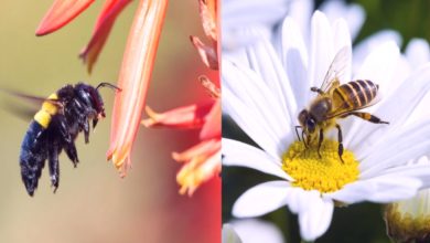 local bees pest control