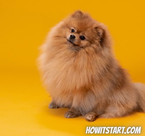 Pomeranian Price in India