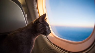 how to travel with a cat on a plane