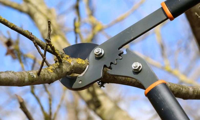 Tree Expert Lopping Trees With Tree Lopper