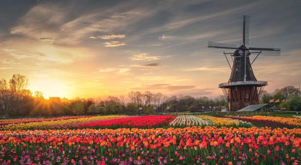 Picture of beautiful flowers during sunset