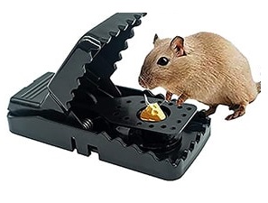 Best Mouse traps