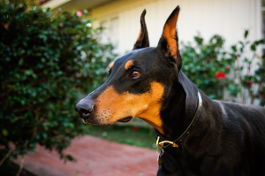 Doberman Pinscher