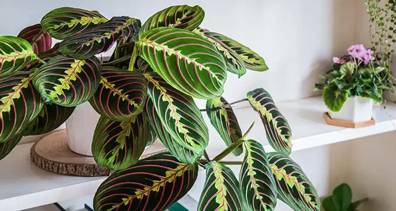 Prayer Plant