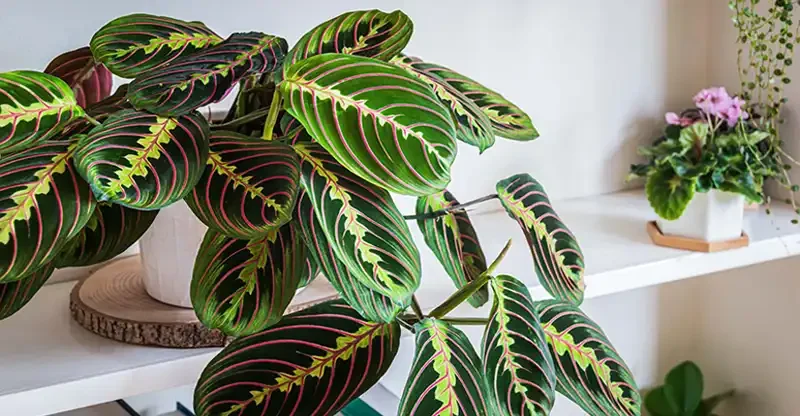 Prayer Plant