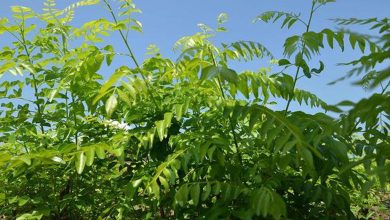 Curry Leaf Cultivation in India