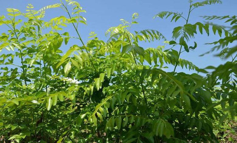 Curry Leaf Cultivation in India