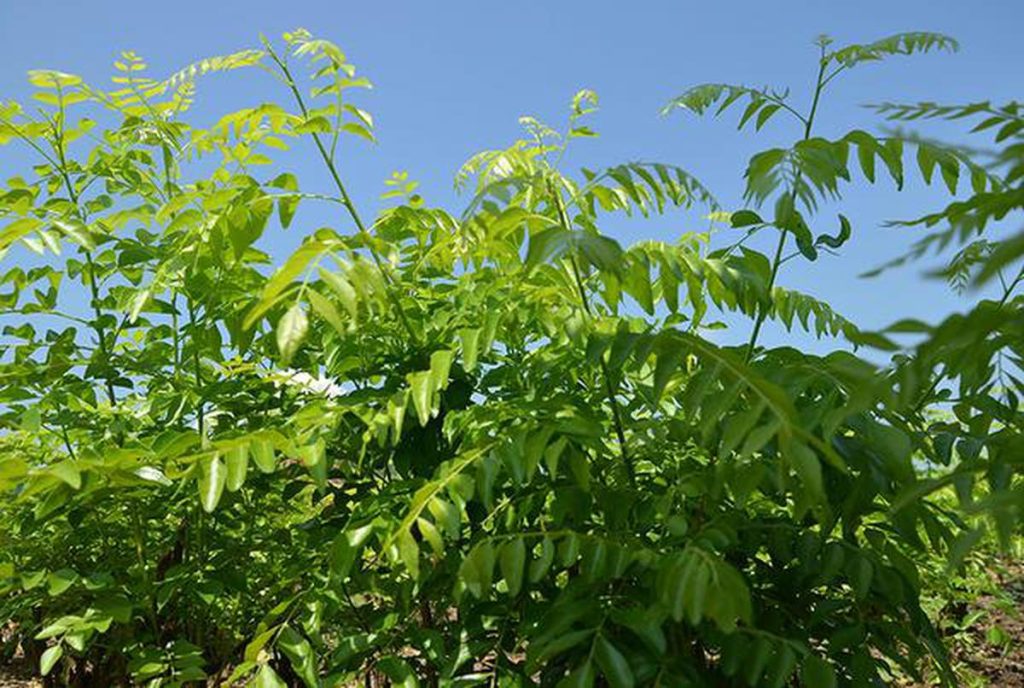 Curry Leaf Cultivation in India