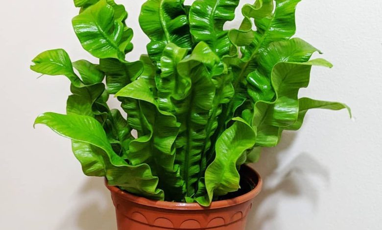 Indoor Plant